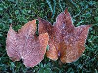 Wilder Wein Blätter mit Raureif